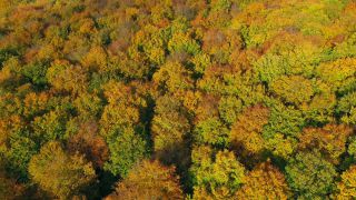 Link to Video | landscape, color, tree, bird's-eye view, autumn leaf color, Rhineland-Palatinate, autumn, Waldzustand, foliage, Germany, Waldzustandsbericht, landform, multicolored, leaf, forest, aerial shot, Bunt, Kastel-Staadt, woody plant, nature, laubwerk