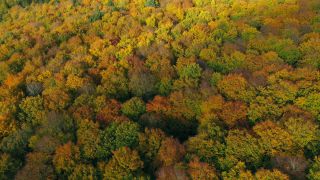 Link to Video | landscape, color, tree, bird's-eye view, autumn leaf color, Rhineland-Palatinate, autumn, Waldzustand, foliage, Germany, Waldzustandsbericht, landform, multicolored, leaf, forest, aerial shot, Bunt, Kastel-Staadt, woody plant, nature, laubwerk
