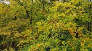 Link to Video | landscape, bird's-eye view, autumn leaf color, Rhineland-Palatinate, autumn, landscape element, Germany, vegetation, Woodpile, landform, Freudenburg, ecosystem, forest, aerial shot, Freudenburg, nature