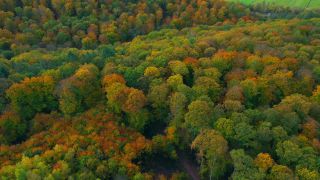 Link to Video | landscape, color, tree, bird's-eye view, autumn leaf color, Rhineland-Palatinate, autumn, Waldzustand, foliage, Germany, Waldzustandsbericht, landform, multicolored, leaf, forest, aerial shot, Bunt, Kastel-Staadt, woody plant, nature, laubwerk