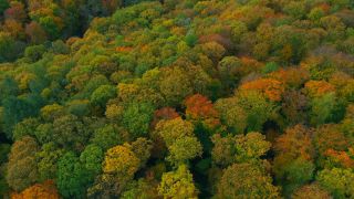 Link to Video | landscape, color, tree, bird's-eye view, autumn leaf color, Rhineland-Palatinate, autumn, Waldzustand, foliage, Germany, Waldzustandsbericht, landform, multicolored, leaf, forest, aerial shot, Bunt, Kastel-Staadt, woody plant, nature, laubwerk
