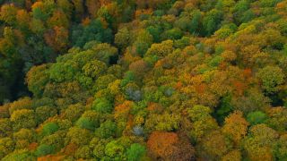 Link to Video | landscape, color, tree, bird's-eye view, autumn leaf color, Rhineland-Palatinate, autumn, Waldzustand, foliage, Germany, Waldzustandsbericht, landform, multicolored, leaf, forest, aerial shot, Bunt, Kastel-Staadt, woody plant, nature, laubwerk