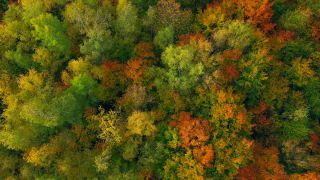 Link zum Video | Landschaft, Farbe, Baum, Vogelperspektive, Herbstfärbung, Rheinland-Pfalz, Herbst, Waldzustand, Laub, Deutschland, Waldzustandsbericht, Landform, bunt, Blatt, Wald, Luftaufnahme, Bunt, Kastel-Staadt, Gehölz, Natur, Blattwerk