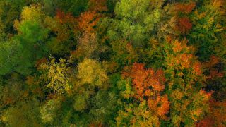 Link to Video | landscape, color, tree, bird's-eye view, autumn leaf color, Rhineland-Palatinate, autumn, Waldzustand, foliage, Germany, Waldzustandsbericht, landform, multicolored, leaf, forest, aerial shot, Bunt, Kastel-Staadt, woody plant, nature, laubwerk