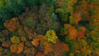 Link zum Video | Landschaft, Farbe, Baum, Vogelperspektive, Herbstfärbung, Rheinland-Pfalz, Herbst, Waldzustand, Laub, Deutschland, Waldzustandsbericht, Landform, bunt, Blatt, Wald, Luftaufnahme, Bunt, Kastel-Staadt, Gehölz, Natur, Blattwerk