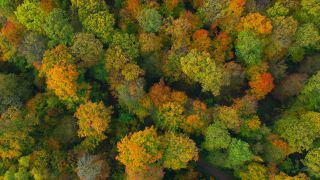 Link zum Video | Landschaft, Farbe, Baum, Vogelperspektive, Herbstfärbung, Rheinland-Pfalz, Herbst, Waldzustand, Laub, Deutschland, Waldzustandsbericht, Landform, bunt, Blatt, Wald, Luftaufnahme, Bunt, Kastel-Staadt, Gehölz, Natur, Blattwerk