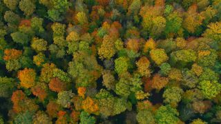 Link to Video | landscape, color, tree, bird's-eye view, autumn leaf color, Rhineland-Palatinate, autumn, Waldzustand, foliage, Germany, Waldzustandsbericht, landform, multicolored, leaf, forest, aerial shot, Bunt, Kastel-Staadt, woody plant, nature, laubwerk