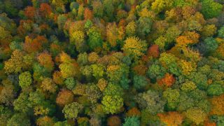 Link to Video | landscape, color, tree, bird's-eye view, autumn leaf color, Rhineland-Palatinate, autumn, Waldzustand, foliage, Germany, Waldzustandsbericht, landform, multicolored, leaf, forest, aerial shot, Bunt, Kastel-Staadt, woody plant, nature, laubwerk