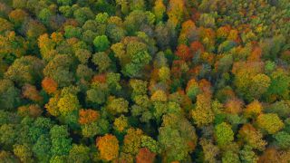 Link zum Video | Landschaft, Farbe, Baum, Vogelperspektive, Herbstfärbung, Rheinland-Pfalz, Herbst, Waldzustand, Laub, Deutschland, Waldzustandsbericht, Landform, bunt, Blatt, Wald, Luftaufnahme, Bunt, Kastel-Staadt, Gehölz, Natur, Blattwerk