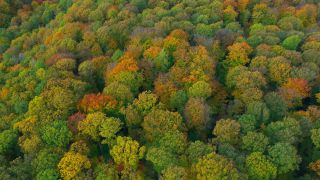 Link to Video | landscape, color, tree, bird's-eye view, autumn leaf color, Rhineland-Palatinate, autumn, Waldzustand, foliage, Germany, Waldzustandsbericht, landform, multicolored, leaf, forest, aerial shot, Bunt, Kastel-Staadt, woody plant, nature, laubwerk