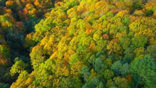 Link to Video | landscape, color, tree, bird's-eye view, autumn leaf color, Rhineland-Palatinate, autumn, Waldzustand, foliage, Germany, Waldzustandsbericht, landform, multicolored, leaf, forest, aerial shot, Bunt, Kastel-Staadt, woody plant, nature, laubwerk