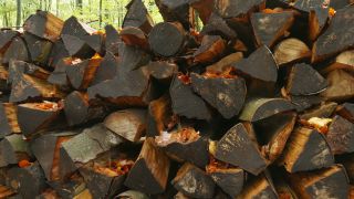 Link to Video | tree, raw material, trunk, Woodpile, industry, stack, ecosystem, forestry, forest, silviculture, woody plant