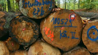 Link to Video | tree, raw material, trunk, Woodpile, industry, stack, ecosystem, forestry, forest, silviculture, woody plant
