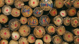 Link to Video | tree, raw material, trunk, Woodpile, industry, stack, ecosystem, forestry, forest, silviculture, woody plant