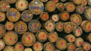 Link to Video | tree, raw material, trunk, Woodpile, industry, stack, ecosystem, forestry, forest, silviculture, woody plant