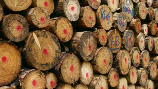 Link to Video | tree, raw material, trunk, Woodpile, industry, stack, ecosystem, forestry, forest, silviculture, woody plant