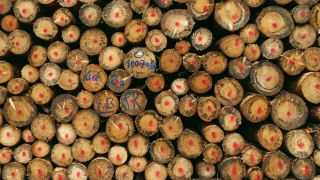 Link to Video | tree, raw material, trunk, Woodpile, industry, stack, ecosystem, forestry, forest, silviculture, woody plant
