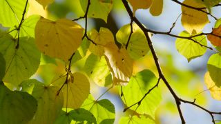 Link to Video | color, tree, autumn leaf color, autumn, season, biological process, Buchenwald, ecosystem, forest, woody plant