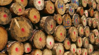 Link zum Video | Baum, Primärrohstoff, Stamm, Polter, Wirtschaftszweig, Stapel, Ökosystem, Forstwirtschaft, Wald, Waldbau, Gehölz