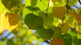 Link to Video | color, tree, autumn leaf color, autumn, season, biological process, Buchenwald, ecosystem, forest, woody plant