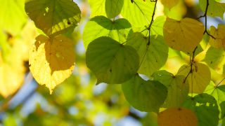Link to Video | color, tree, autumn leaf color, autumn, season, biological process, Buchenwald, ecosystem, forest, woody plant