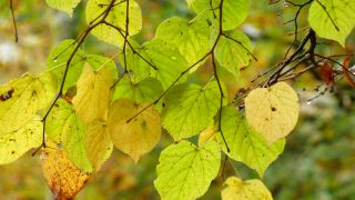 Link to Video | color, tree, autumn leaf color, autumn, season, biological process, Buchenwald, ecosystem, forest, woody plant
