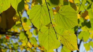 Link to Video | color, tree, autumn leaf color, autumn, season, biological process, Buchenwald, ecosystem, forest, woody plant