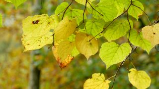 Link to Video | color, tree, autumn leaf color, autumn, season, biological process, Buchenwald, ecosystem, forest, woody plant