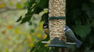 Link to Video | fauna, tit, Germany, bird food, birds, animal, nature, Vogel