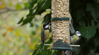 Link to Video | fauna, tit, Germany, bird food, birds, animal, nature, Vogel