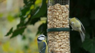 Link to Video | fauna, tit, Germany, bird food, birds, animal, nature, Vogel