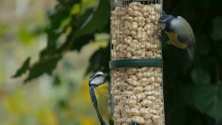 Link to Video | fauna, tit, Germany, bird food, birds, animal, nature, Vogel