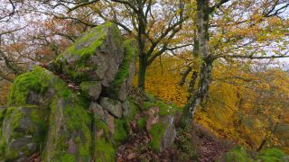Link to Video | landscape, tree, autumn leaf color, Rhineland-Palatinate, autumn, foliage, Taben-Rodt, Germany, vegetation, season, Maunert, forest, nature