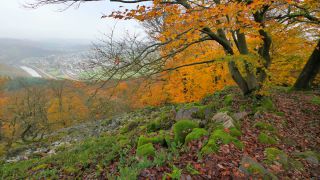 Link to Video | landscape, tree, autumn leaf color, Rhineland-Palatinate, autumn, foliage, Taben-Rodt, Germany, vegetation, season, Maunert, forest, nature