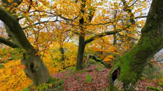 Link zum Video | Landschaft, Baum, Herbstfärbung, Rheinland-Pfalz, Herbst, Laub, Taben-Rodt, Deutschland, Vegetation, Jahreszeit, Maunert, Wald, Natur