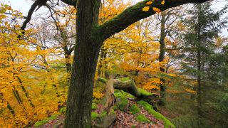 Link to Video | landscape, tree, autumn leaf color, Rhineland-Palatinate, autumn, foliage, Taben-Rodt, Germany, vegetation, season, Maunert, forest, nature