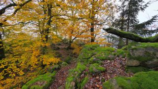 Link zum Video | Landschaft, Baum, Herbstfärbung, Rheinland-Pfalz, Herbst, Laub, Taben-Rodt, Deutschland, Vegetation, Jahreszeit, Maunert, Wald, Natur