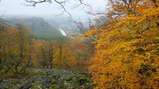 Link to Video | landscape, tree, autumn leaf color, Rhineland-Palatinate, autumn, foliage, Taben-Rodt, Germany, vegetation, season, Maunert, forest, nature