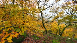 Link to Video | landscape, tree, autumn leaf color, Rhineland-Palatinate, autumn, foliage, Taben-Rodt, Germany, vegetation, season, Maunert, forest, nature
