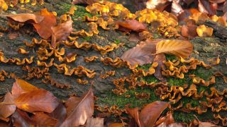 Link zum Video | Herbst, Vegetation, Stamm, Wald, Natur, Baumpilz