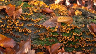 Link to Video | autumn, vegetation, trunk, forest, nature, Bracket fungus