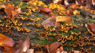 Link zum Video | Herbst, Vegetation, Stamm, Wald, Natur, Baumpilz