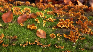 Link zum Video | Herbst, Vegetation, Stamm, Wald, Natur, Baumpilz