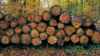 Link to Video | trunk, Woodpile, forestry, forest, nature