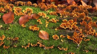 Link zum Video | Herbst, Vegetation, Stamm, Wald, Natur, Baumpilz