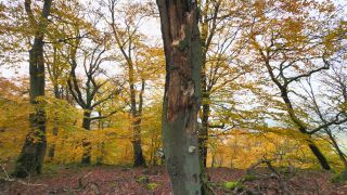 Link to Video | landscape, tree, autumn leaf color, autumn, coarse woody debris, vegetation, trunk, forest, nature