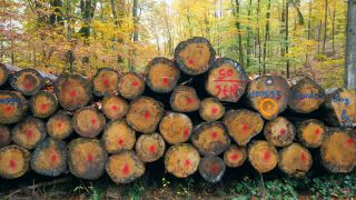 Link to Video | trunk, Woodpile, forestry, forest, nature