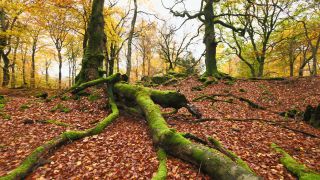 Link to Video | landscape, tree, autumn leaf color, autumn, coarse woody debris, vegetation, trunk, forest, nature