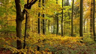 Link to Video | tree, autumn leaf color, autumn, foliage, trunk, forest, nature