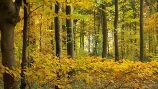 Link to Video | tree, autumn leaf color, autumn, foliage, trunk, forest, nature